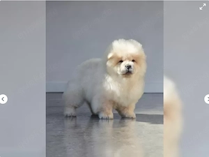 Wunderschöner Chow Chow Bild 3