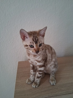 Bengal Kater 
