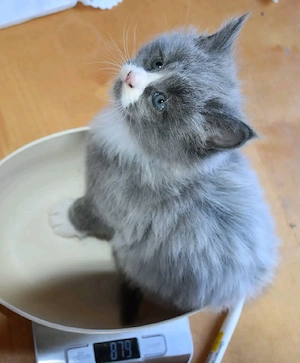 Wunderschöne reinrassige British Shorthair Kätzchen zur Reservierung verfügbar   