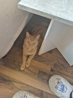 luna sucht neues Zuhause 