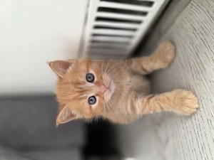 Wunderschöne maine coon bkh Babys! Bild 5