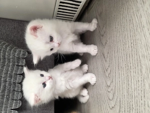 Wunderschöne maine coon bkh Babys! Bild 3