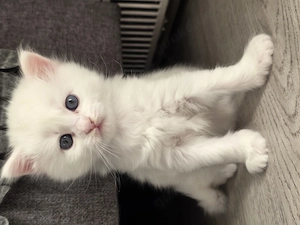 Wunderschöne maine coon bkh Babys! Bild 2