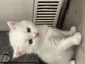 Wunderschöne maine coon bkh Babys!