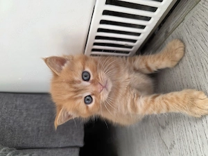 Wunderschöne maine coon bkh Babys! Bild 4