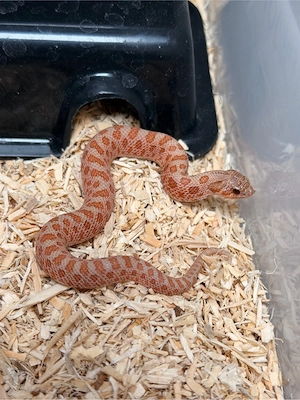 Heterodon Nasicus,Hakennasennatter 