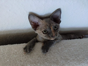 Ein Devon Rex Mädchen in Blue Tortie ist abgabebereit !