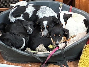 Welpe Rocky und seine Geschwister auf Pflegestelle 27374 Visselhövede, sucht ein Zuhause