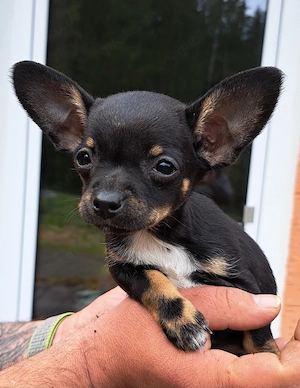 Russkiy Toy - mini Prager Rattler mix 