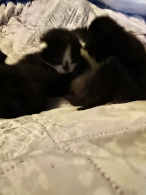 Vier kitten ab juli 