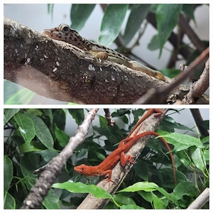 Anolis sagrei Red und Anolis sabanus, Jungtiere, Paare