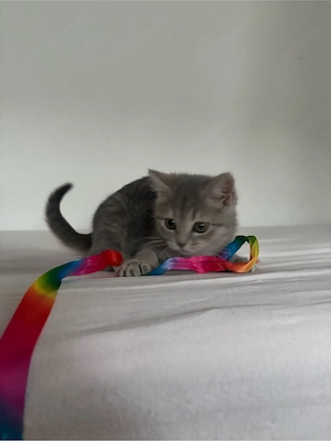 Kitten BKH 
