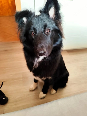 Borsky zu vermitteln 