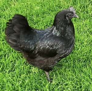  Ayam Cemani Henne und 2 junge Hähne 