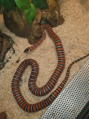 Lampropeltis Knoblochi Zucht Paar