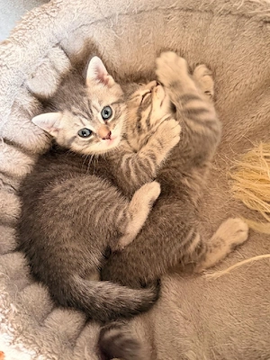 2 Süße Kitten Britisch Kurzhaar  Mischling  ab Sofort Abholung  Bild 7