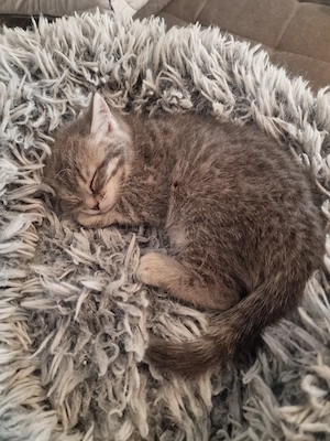 2 Süße Kitten Britisch Kurzhaar  Mischling  ab Sofort Abholung  Bild 6
