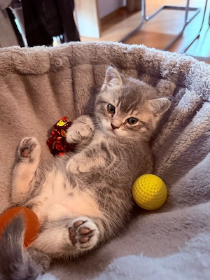 2 Süße Kitten Britisch Kurzhaar  Mischling  ab Sofort Abholung  Bild 4