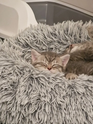 2 Süße Kitten Britisch Kurzhaar  Mischling  ab Sofort Abholung  Bild 3