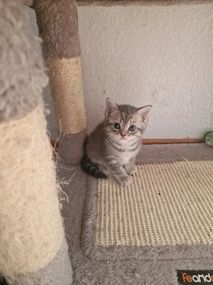2 Süße Kitten Britisch Kurzhaar  Mischling  ab Sofort Abholung  Bild 5