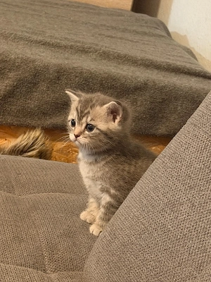 2 Süße Kitten Britisch Kurzhaar  Mischling  ab Sofort Abholung  Bild 8