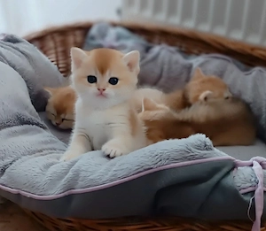 Kinder Katzen Bkh NY 12