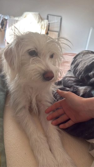 2 junge Hunde nur zusammen abzugeben 