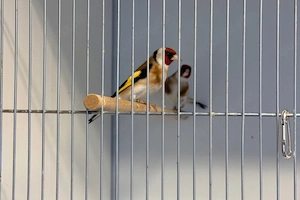 Pärchen Stieglitz