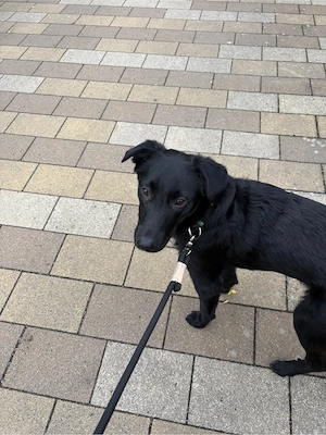 aktiver Hund sucht liebevolles zu Hause