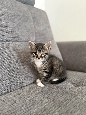 Katzenbaby Kitten Kater männlich getigert