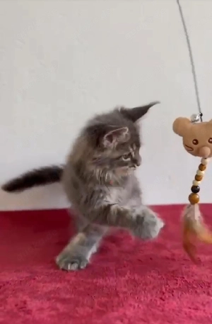     Wunderschöne Maine-Coon-Kätzchen   bekannt für ihr flauschiges Fell, ihr verspieltes Wesen und i