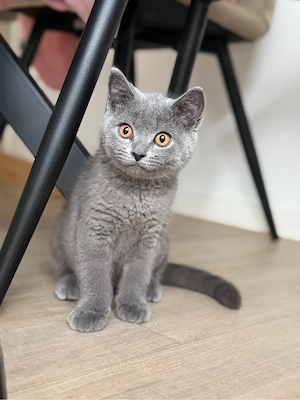 Hübscher Bkh Kater 12 wochen 