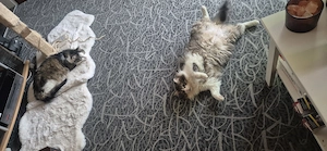 2 Kater abzugeben 