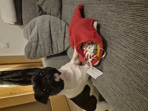 Kleiner Frops sucht neues Zu Hause