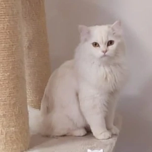  Highlander Kater