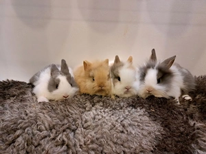 junge Zwergkaninchen Löwenkopf Kaninchen Hasen 