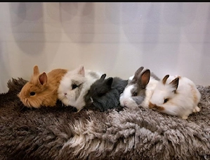junge Zwergkaninchen Löwenkopf Kaninchen Hasen  Bild 2