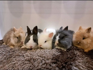 junge Zwergkaninchen Löwenkopf Kaninchen Hasen  Bild 4