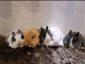 junge Zwergkaninchen Löwenkopf Kaninchen Hasen  Bild 3