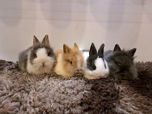 junge Zwergkaninchen Löwenkopf Kaninchen Hasen  Bild 5