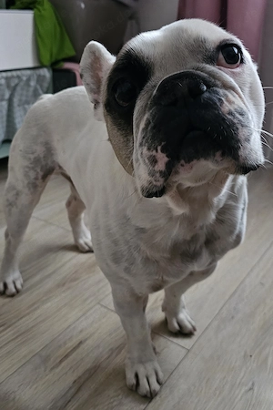 Französische Bulldogge 