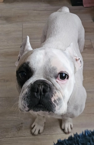 Französische Bulldogge 