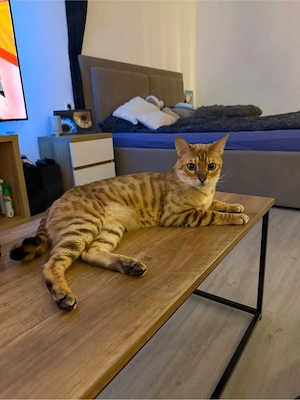 Bengal Mix Kater abzugeben