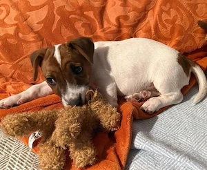 Junger Jackrussel Odin 
