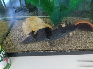 Axolotl Wildling Männchen zu verkaufen 1 Jahr alt
