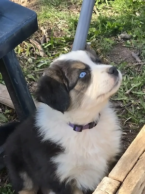 Australian Shepherd Welpen mit blauen und braungrüne Augen - image 4