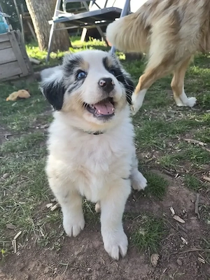 Australian Shepherd Welpen mit blauen und braungrüne Augen - image 2