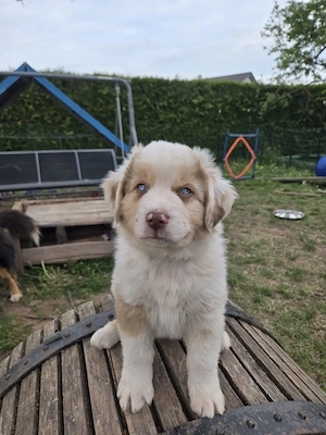 Australian Shepherd Welpen mit blauen und braungrüne Augen - image 6