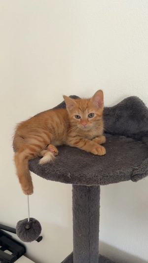 Europäische Kurzhaar kitten 