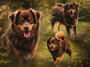 Mini Aussie Deckrüde, Red tri, Mini Australian Shepherd 